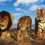 most-dangerous-game-lion-leopard-tiger-wild-big-cats