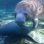 Sony-Xperia-Z1S-underwater-photos-1