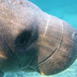 Sony-Xperia-Z1S-underwater-photos-10