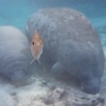 Sony-Xperia-Z1S-underwater-photos-2