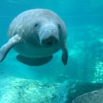 Sony-Xperia-Z1S-underwater-photos-3