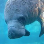 Sony-Xperia-Z1S-underwater-photos-4