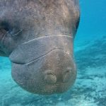 Sony-Xperia-Z1S-underwater-photos-5