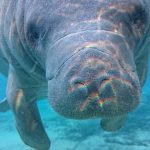 Sony-Xperia-Z1S-underwater-photos-6
