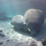 Sony-Xperia-Z1S-underwater-photos-7