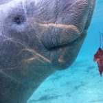 Sony-Xperia-Z1S-underwater-photos-9