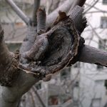 nokia lumia 1520 samples (1)