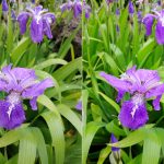 Auto-camera-mode-left-vs-AI-CAM-right-on-the-LG-G7-ThinQ (1)