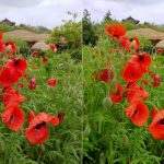 Auto-camera-mode-left-vs-AI-CAM-right-on-the-LG-G7-ThinQ