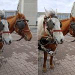 Auto-camera-mode-left-vs-AI-CAM-right-on-the-LG-G7-ThinQ (2)