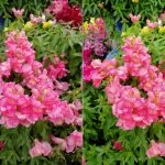 Auto-camera-mode-left-vs-AI-CAM-right-on-the-LG-G7-ThinQ (6)