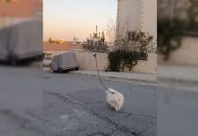 Drone Cyprus Dog Covid 19