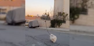 Drone Cyprus Dog Covid 19