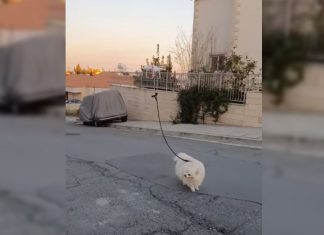 Drone Cyprus Dog Covid 19
