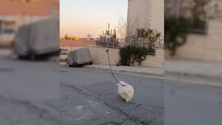 Drone Cyprus Dog Covid 19