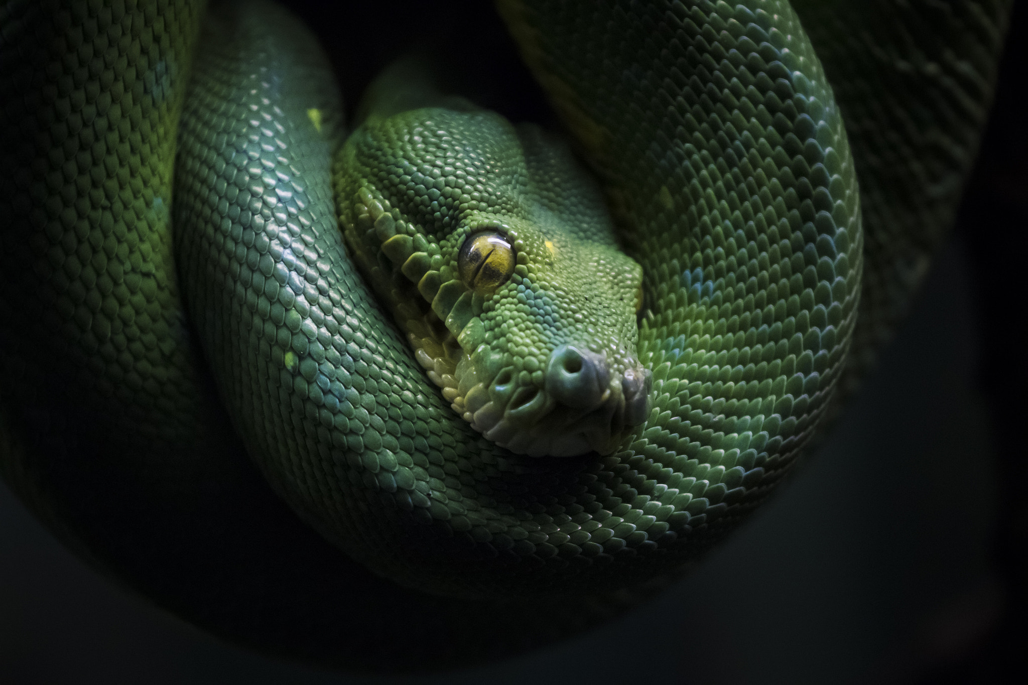 Большие зеленые змеи. Смарагдовый полоз зеленый. Голубая куфия. Змея изумрудный питон. Собакоголовый удав.