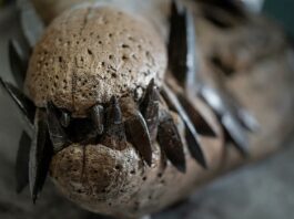 Βρέθηκε άθικτο κρανίο του απόλυτου προϊστορικού θηρευτή των ωκεανών