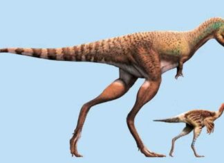 tyrannosaurs