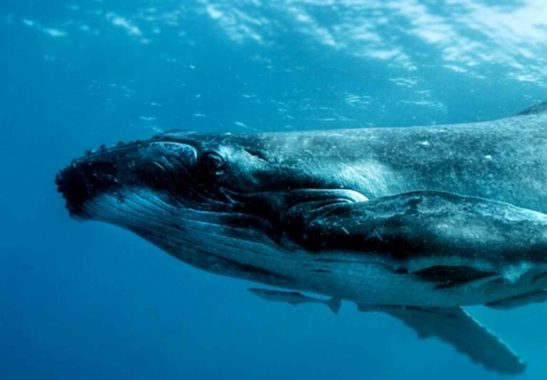 whale