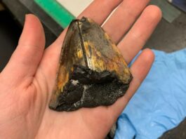 Επιστήμονες βρήκαν το τεραστιο δόντι του μεγαλύτερου φονιά των ωκεανών