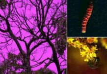 camera-animals-colors