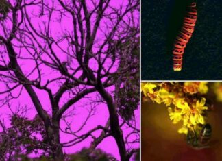 camera-animals-colors