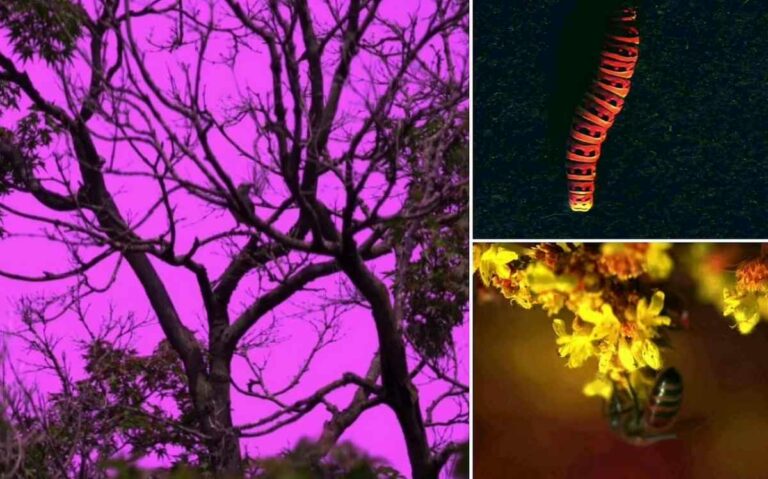 camera-animals-colors