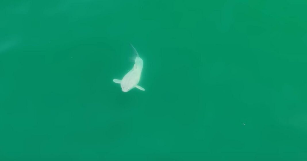 λευκός καρχαρίας γέννηση