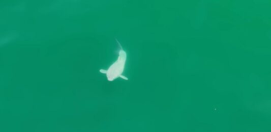 λευκός καρχαρίας γέννηση