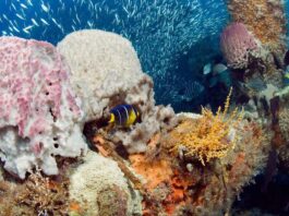 Οροπέδιο Μπλέικ Ύφαλοι