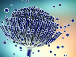 καρκίνος αφρός καρκίνου αφρό CO