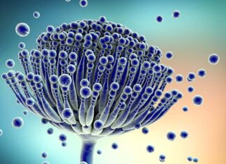 καρκίνος αφρός καρκίνου αφρό CO