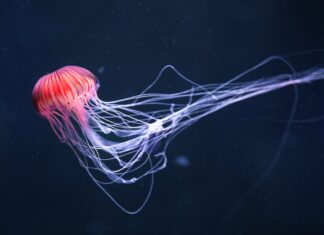μέδουσες μεδουσών