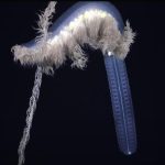 Ocean new species