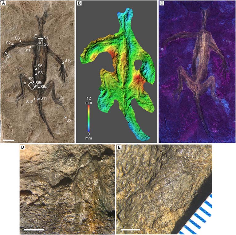 Tridentinosaurus antiquus απολίθωμα