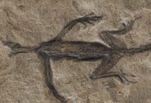 Tridentinosaurus antiquus απολίθωμα