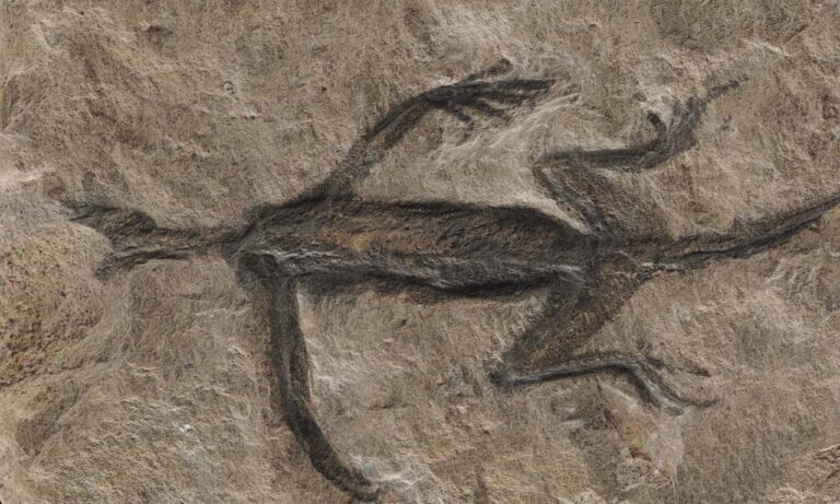 Tridentinosaurus antiquus απολίθωμα