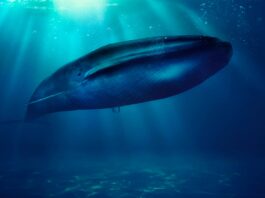 Απίστευτη ανακάλυψη! Το μεγαλύτερο θηλαστικό του πλανήτη ζευγαρώνει και με άλλα είδη