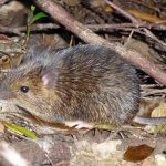 rat mouse
