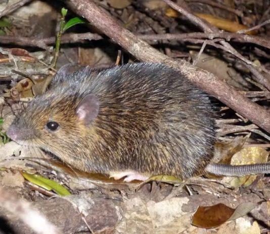 χρψμόσωμα Y