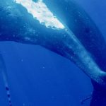 megalopteres falaines sex (1)