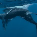 megalopteres falaines sex (2)