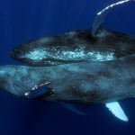 megalopteres falaines sex (4)