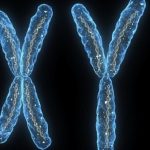 sex-chromosomes-120222-16×9