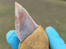 Νεάντερταλ Κόλλα Εργαλεία