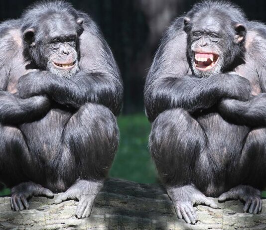 άνθρωπος πίθηκος αστεία