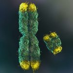 χρωμόσωμα Y