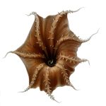 1280px-Vampyroteuthis_infernalis_arms