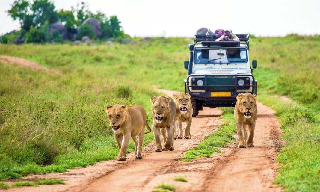 Animals Afraid Human More Than Lions αρπακτικό σαβάνα άνθρωπος λιοντάρι