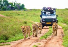 Animals Afraid Human More Than Lions αρπακτικό σαβάνα άνθρωπος λιοντάρι